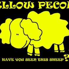 Yellow Pecora