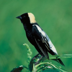 bobolink