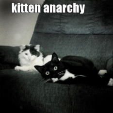 kitten anarchy