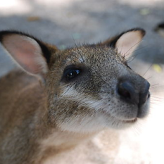 Wallaby Dance Ensemble