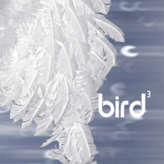 Bird3