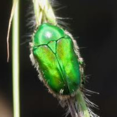 The Green Scarab
