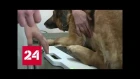 Первым пациентом нового медцентра в Алеппо стала собака-сапер