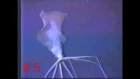 Bigfin Squid (Magnapinna Sp.) Compilation Video