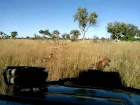 15 гиеновых собак против 1 гиены (15 wild dogs Vs 1spotted hyena in the okavango delta)