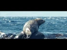 Fly Vision Sakhalin - Far Islands (Дальние острова) Trailer №2