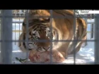 Как спасаются от сибирских морозов обитатели барнаульского зоопарка (Barnaul22)