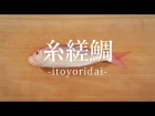 糸縒鯛（いとよりだい）のさばき方 - How to filet Golden Threadfin-bream -｜日本さばけるプロジ&#12455
