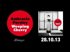 Ambrosia Parsley "Weeping Cherry" Trailer