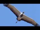 Беркут vs Журавль-красавка (Golden Eagle Vs Demoiselle Crane -  Planet Earth - BBC Earth)