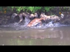 AMAZING FOOTAGE!!: Swimming Impala Caught By African Wild Dog Pack!!!