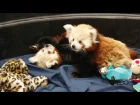 Meet Carson and Willa the Red Panda Twins!