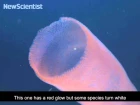 Giant glowing worm lights up the ocean
