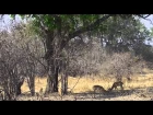 Unbelievable Leopard Kill Norman Carr Safari Zambia 2014