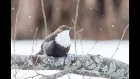 Оляпка зимой  / White-throated dipper