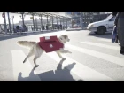 Московская пиццерия доставляет заказы на собаках