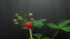 Time Lapse of Strawberry Plant