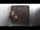 Snails attack with their shells