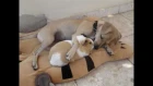 huge guinea pig and dog are in love