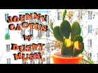 Dusty Mush - Johnny Cactus