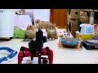 Robot army VS  Cat family