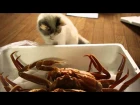 Cats intrigued by crabs
