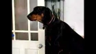 Singing dog: More 'Ailsa the Doberman sings Pink Floyd'
