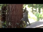 Mother Raccoon teaches kit how to climb a tree
