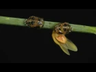 Time Lapse of Lady Beetle Life Cycle