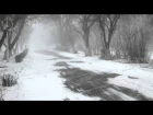 Winter Storm Sound - Heavy Blizzard Snowstorm  Ambience & Howling Wind Sounds For Relaxation