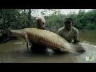 Monster Arapaima is Your 'Mermaid' of Lore | River Monsters
