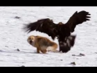 Birds of Prey Attacks ( Eagle, Falcon, Golden eagle). Атаки хищных птиц. Орел, сокол, беркут.
