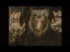 The Murlocs - Wolf Creep