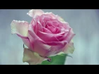 Светлана Астор ~ Хрустальные розы ~Dj kriss Latvia remix