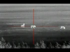 Thermal Coyote Hunting with the ATN ThOR - 13 Coyotes Down