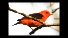 Bunte Vögel und ihr Gesang