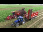 Lifting Sugar Beet | Holmer T4-30 Exxact & Grimme HAWE RUW 4000 Chaser | Breure Klaaswaal