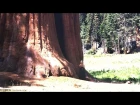 Deya Dova Recording In A 3000 Year Old Tree (Free Download)