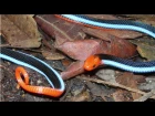 Baby Blue Coral Snake (Up Close)