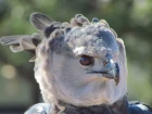 Южноамериканская гарпия - Harpy Eagle (Энциклопедия животных)