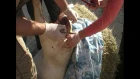 Пролапс прямой кишки у овцы/prolapse of the rectum in a sheep