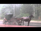 Лошадка мокнет под дождем. Horse gets wet in the rain