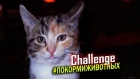 Кормим бездомных кошек и котят | #ПокормиЖивотных Challenge / SANI vlog