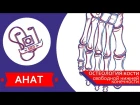 MED || Анат/Остеология №7 || Кости свободной нижней конечности