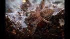 Кормление паука-птицееда idiothele mira L4-5 туркменским тараканом