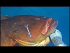 The sleepy grouper  - 13 kgr. - Deep Spearfishing