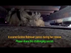 A scared Golden Retriever panics during her rescue.  Her reaction once she was saved is amazing!