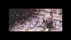 Sparrow Falls - Shipburner (OFFICIAL VIDEO)