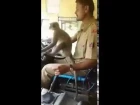 Monkey Driving Bus in Karnataka (Barnaul22)