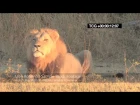 Lion roaring / Рык льва